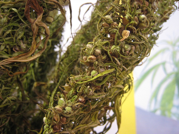 Hemp bunch dried out seeds close up PNr°0063 What Is Hemp And Why Is It So Beneficial?