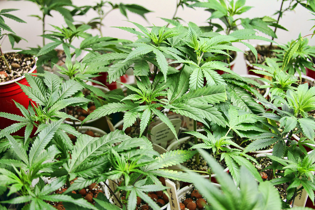 Charlotte’s Web: The One Story Driving Medical Marijuana Legalization
