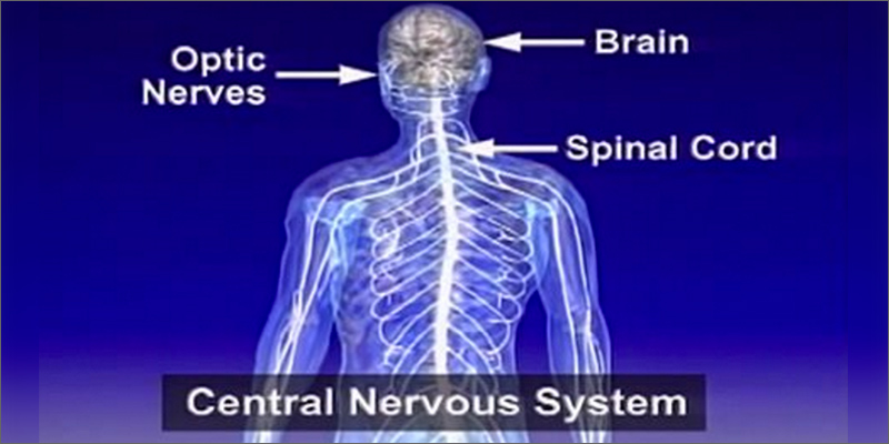ms Multiple Sclerosis: Heres Why Cannabis Is So Effective Against MS