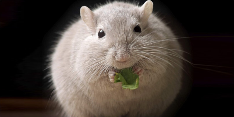 diabetes rat Marijuana and Diabetes An In depth Look