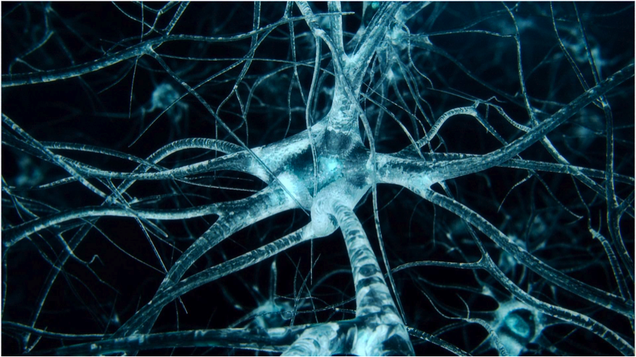 neurons Marijuana and Diabetes An In depth Look