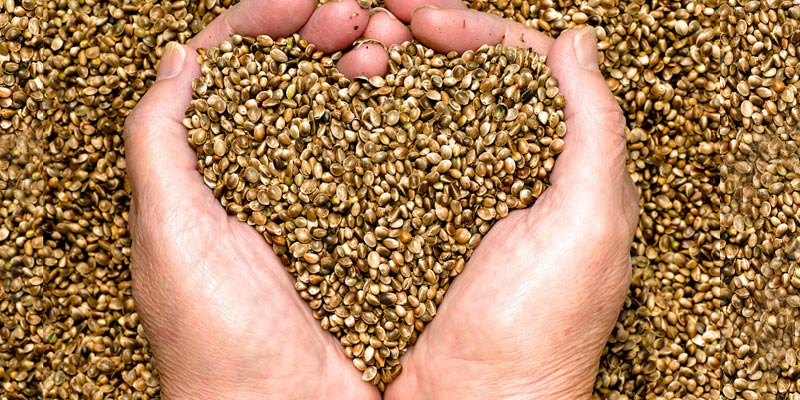 HempSeeds 10 Surprising Benefits Of Using CBD To Treat Chronic Pain