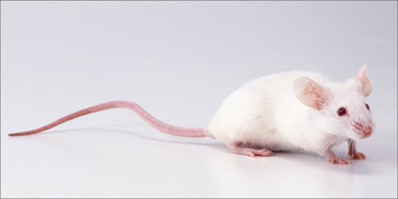 mouse 1 Marijuana and Epilepsy