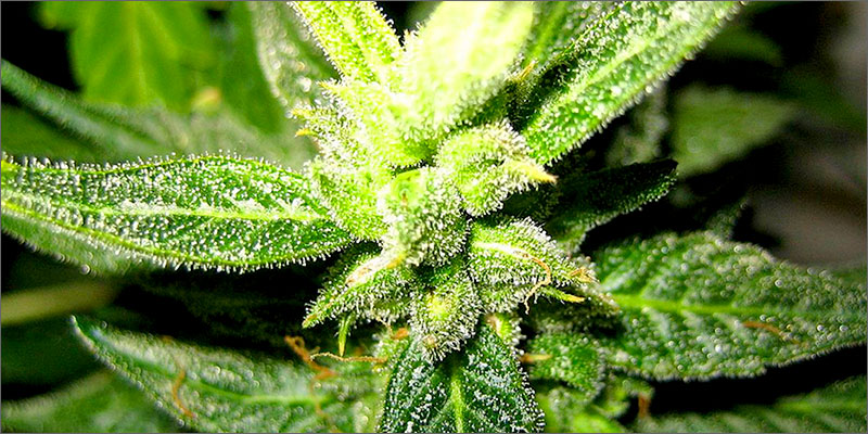 bud The Time Different Drugs Stay In Your System