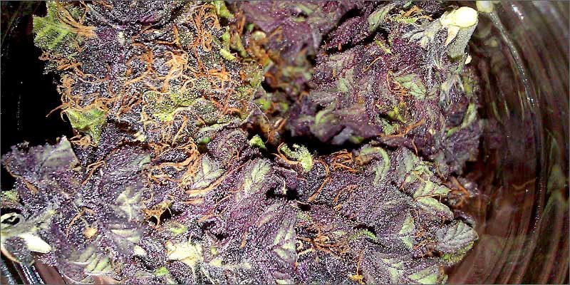 purple How To Grow Marijuana Step 5: Curing & Max Your Bud Hacks!
