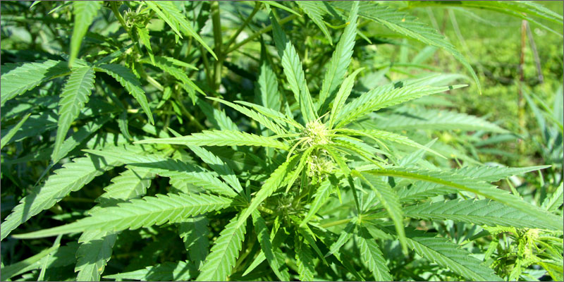 sativa How Sativas Boost Your Energy