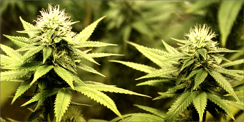 sativa2 How Sativas Boost Your Energy