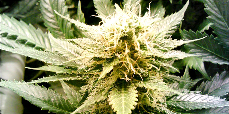 sativa3 How Sativas Boost Your Energy