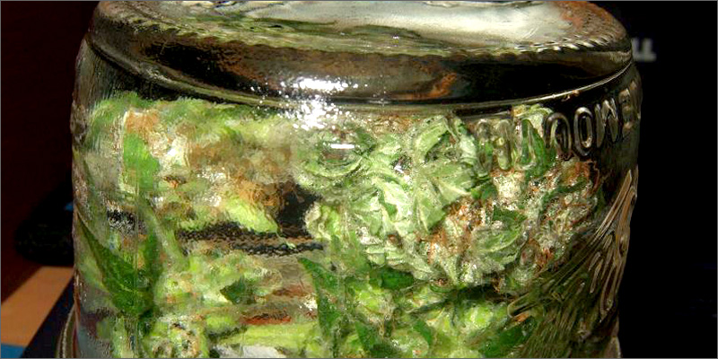 weed2 How To Grow Marijuana Step 5: Curing & Max Your Bud Hacks!