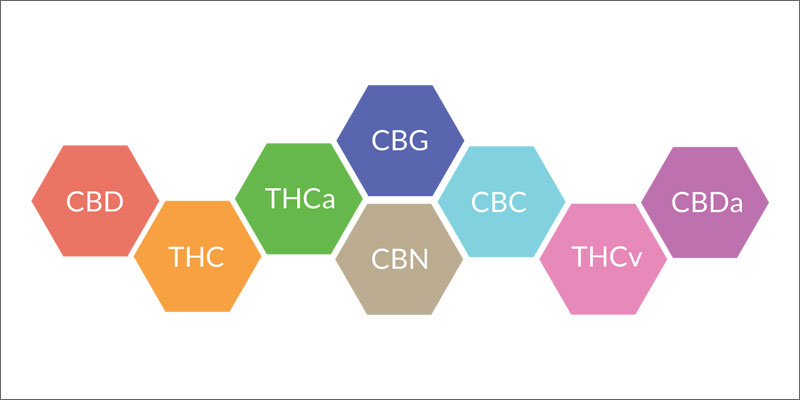 2 importance of cannabinoid receptors graphic Why Are Cannabinoid Receptors Important?