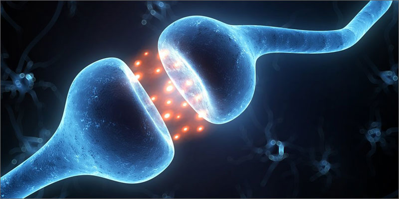3 importance of cannabinoid receptors neuron Why Are Cannabinoid Receptors Important?