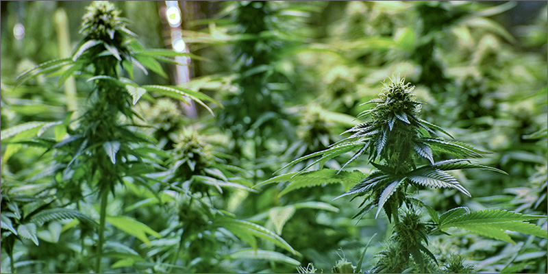 buds Fibromyalgia: Is Marijuana The Best Treatment?