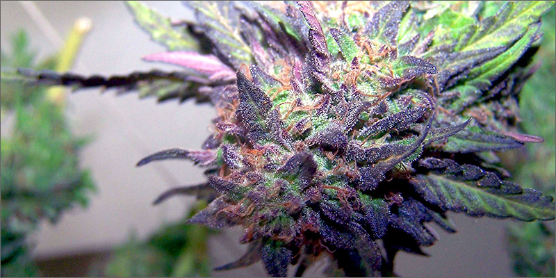 sensi star How Does Cannabis Help Treat Nausea?