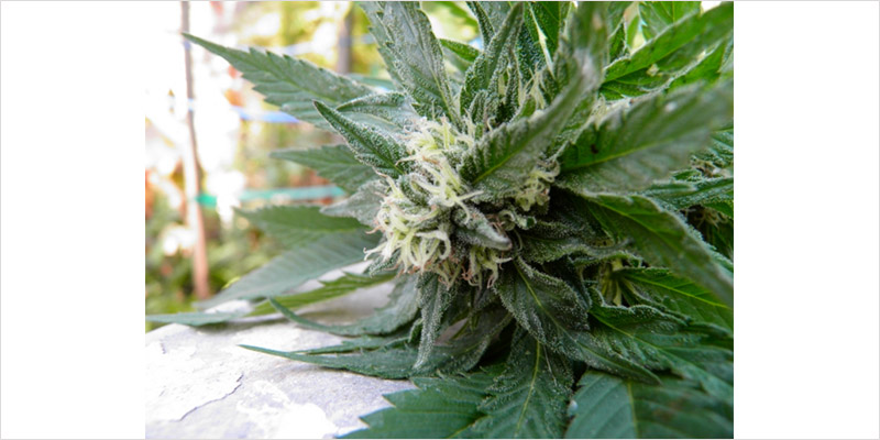 top 10 cannabanoids CI 1 Top 10 Cannabinoids And What They Do