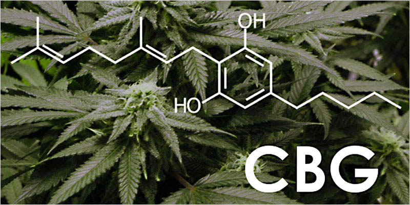 Top 10 cannabanoidi CI 4 Top 10 cannabinoidi e cosa fanno