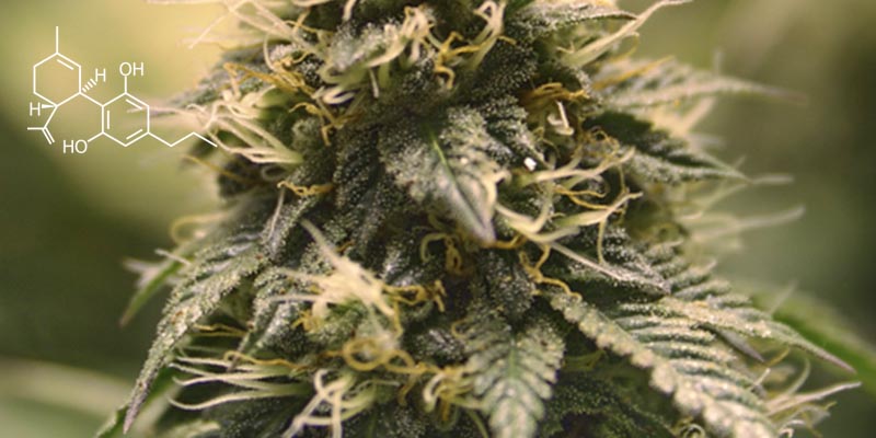 Top 10 cannabanoidi CI 6 Top 10 cannabinoidi e cosa fanno
