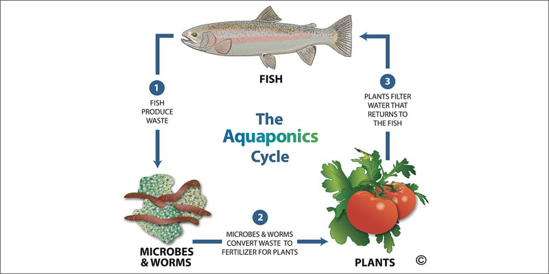 you need to see how fish help grow better weed