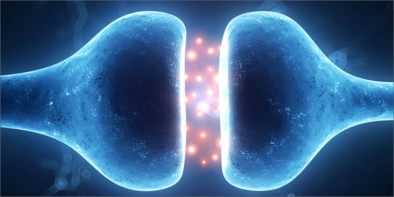 bones 7 Cool Facts About Cannabis And The Endocannabinoid System