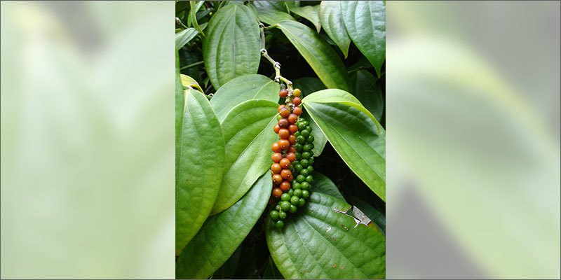 cannabinoid plants blackpepper Check Out These Non Marijuana Plants That Contain Cannabinoids