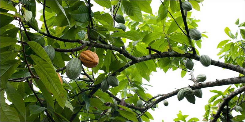 cannabinoid plants chocolate Check Out These Non Marijuana Plants That Contain Cannabinoids