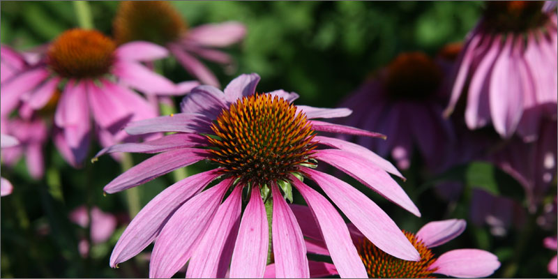 cannabinoid plants coneflower Check Out These Non Marijuana Plants That Contain Cannabinoids
