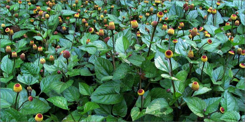 cannabinoid plants electric daisy Check Out These Non Marijuana Plants That Contain Cannabinoids