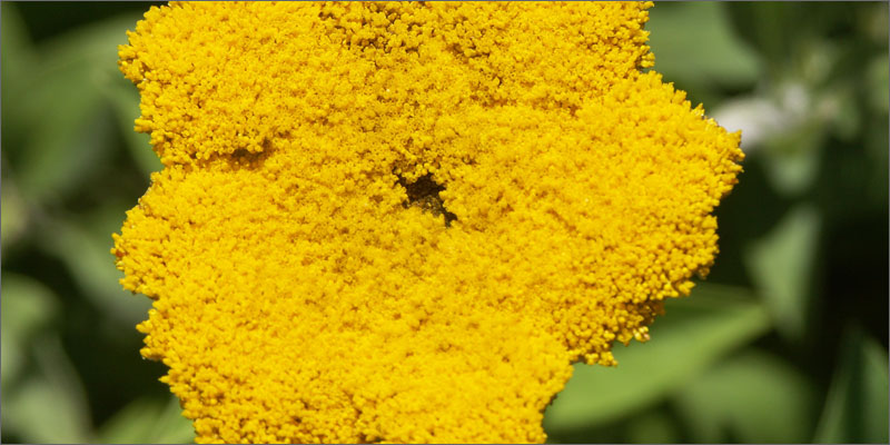 cannabinoid plants helichrysum Check Out These Non Marijuana Plants That Contain Cannabinoids