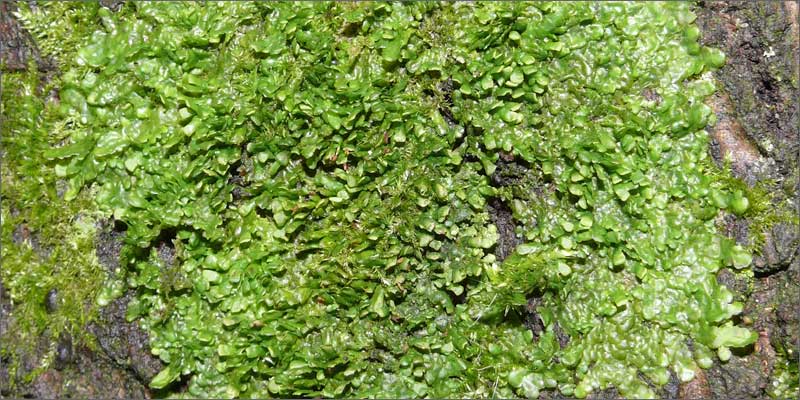 cannabinoid plants liverwort Check Out These Non Marijuana Plants That Contain Cannabinoids