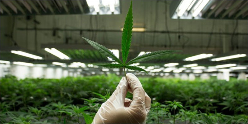 restalk leaf New Study Confirms CBD Blocks Opioid Reward, May Help Treat Addiction