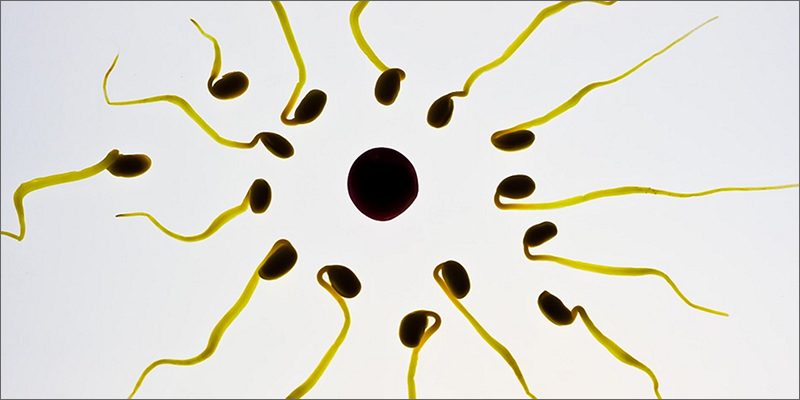 seeds Marijuana And Pregnancy #2: Does Marijuana Have An Impact On Fertility?