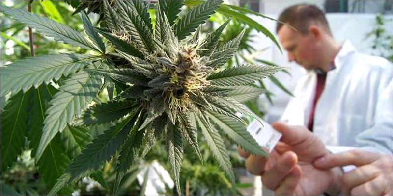 results New Study Reveals How CBD Can Help People Quit Cigarettes