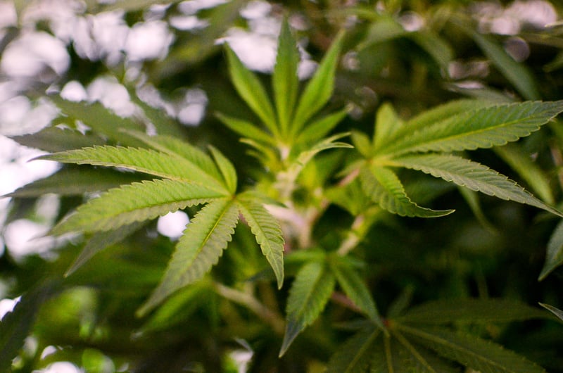 CannabisPlant Cannabis vs. Lupus