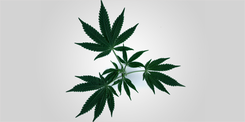 Dream Series 2 3 Sweet Dreams #2: How Cannabis Affects Deep Sleep