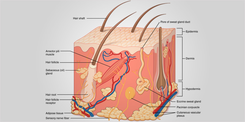 Marijuana Skin Conditions 1 1 Skin Deep #1: The Surprising Benefits Of Using Cannabis Cream