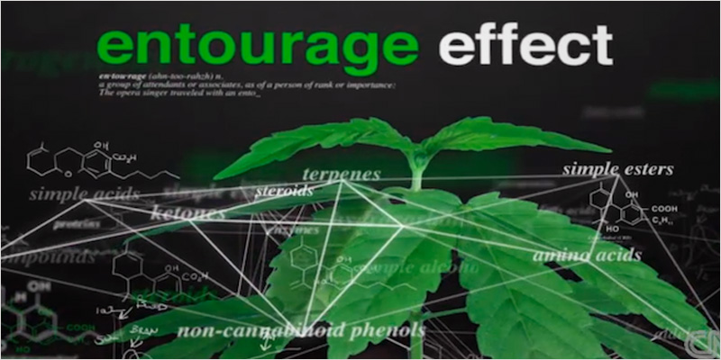 The Entourage Effect 3 An Easy Guide To Understanding The Entourage Effect