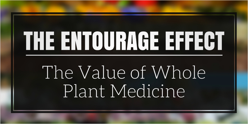 The Entourage Effect 5 An Easy Guide To Understanding The Entourage Effect