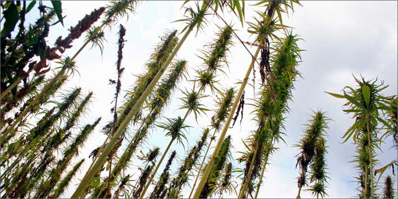 ancient history cannabis pregnancy plants An Ancient History Of Marijuana Use During Pregnancy