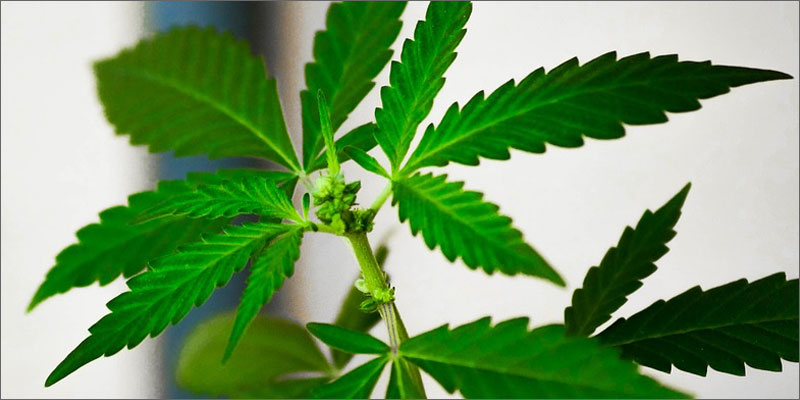 cannabis vs lupus prescription plant Cannabis vs. Lupus