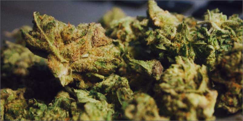 11 cannabis fights depression buds All In The Mind #4: How Cannabis Treats Depression