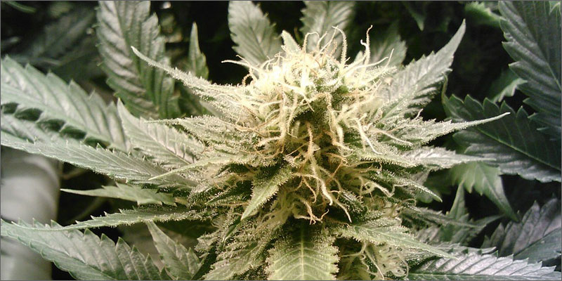 4 mixing tobacco and cannabis spliff plant What Happens To Your Body When You Mix Weed And Tobacco?