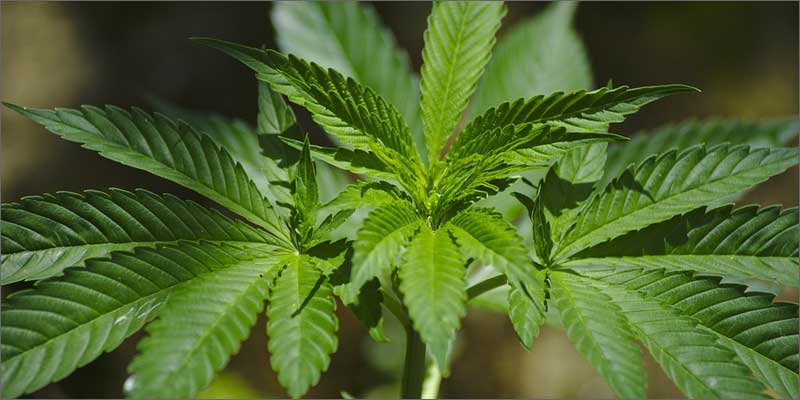8 cannabis fights depression plant All In The Mind #4: How Cannabis Treats Depression