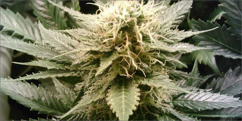 9 cannabis fights depression plant All In The Mind #4: How Cannabis Treats Depression