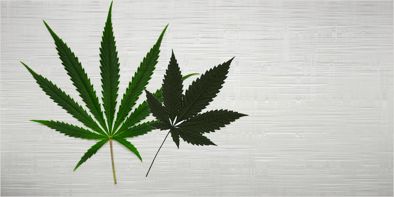 All In The Mind 2 2 All In The Mind #2: Does Cannabis Help OCD?