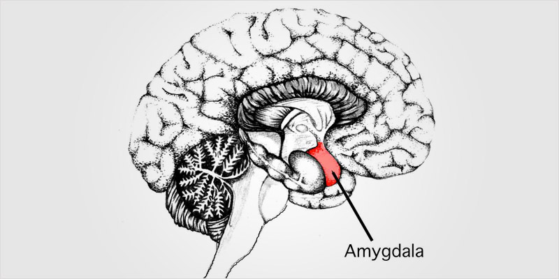 All In The Mind 3 5 All In The Mind #3: Can Weed Defeat Your Anxiety?