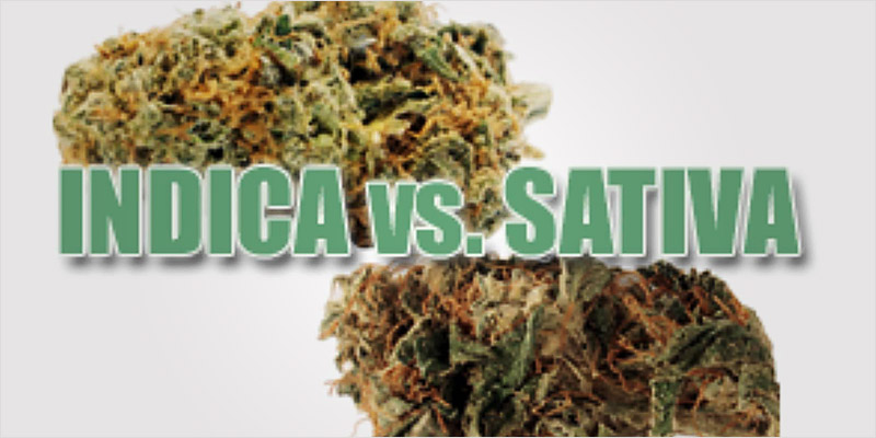 All In The Mind 3 7 All In The Mind #3: Can Weed Defeat Your Anxiety?