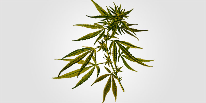 Cannabis Blood Testing 4 The Truth About Cannabis Blood Testing You Need To Know