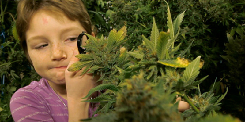FDA Approves Candy Amphetamines 3 FDA: Candy Amphetamines For Kids Are Safer Than THC Edibles For Adults