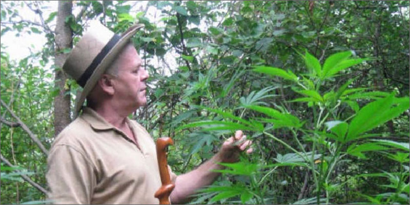 cure cannabis with thc plants Rick Simpson: Cure Cancer With Cannabis THC, Not CBD