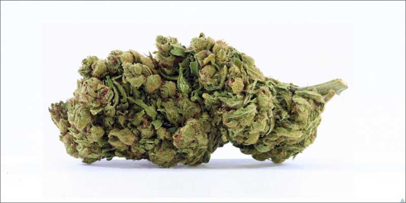 1 best medical marijuana strains avidekel 10 Best Medical Cannabis Strains You Should Be Using