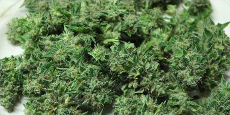 2 best medical marijuana strains charlottes web 10 Best Medical Cannabis Strains You Should Be Using
